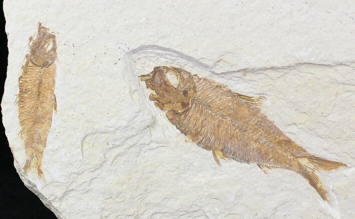 Multiple Knightia Fossil Fish Plate - x #22296